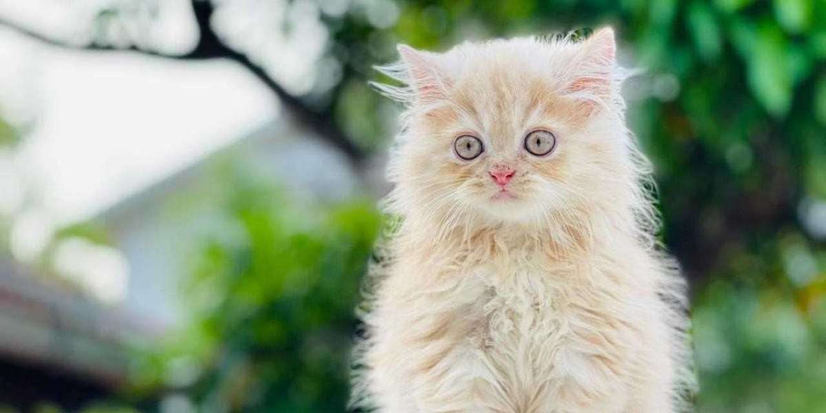 Exploring the Elegance: Persian Kittens for Sale in Pune