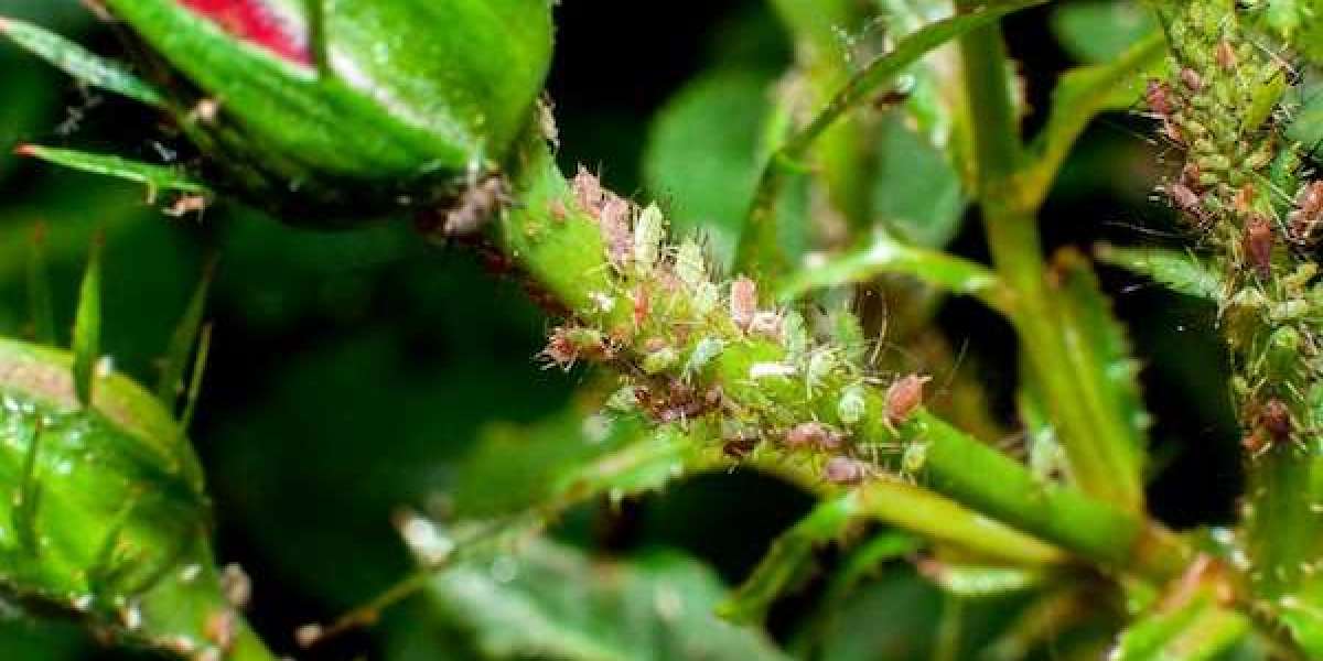 Comprehensive Guide to the Effective Rose Pest Control