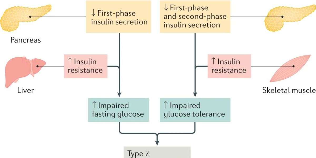 Unlock the Potential of Diabetic Mouse Models in Preclinical Diabetes Research