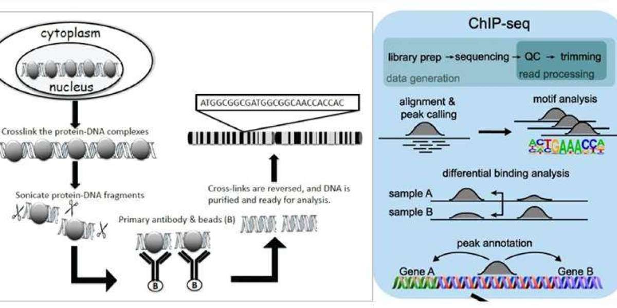 DAP-seq: Principles, Workflow and Analysis