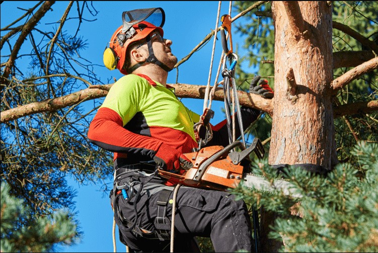 What Are The Different Types Of Tree Removal Services?