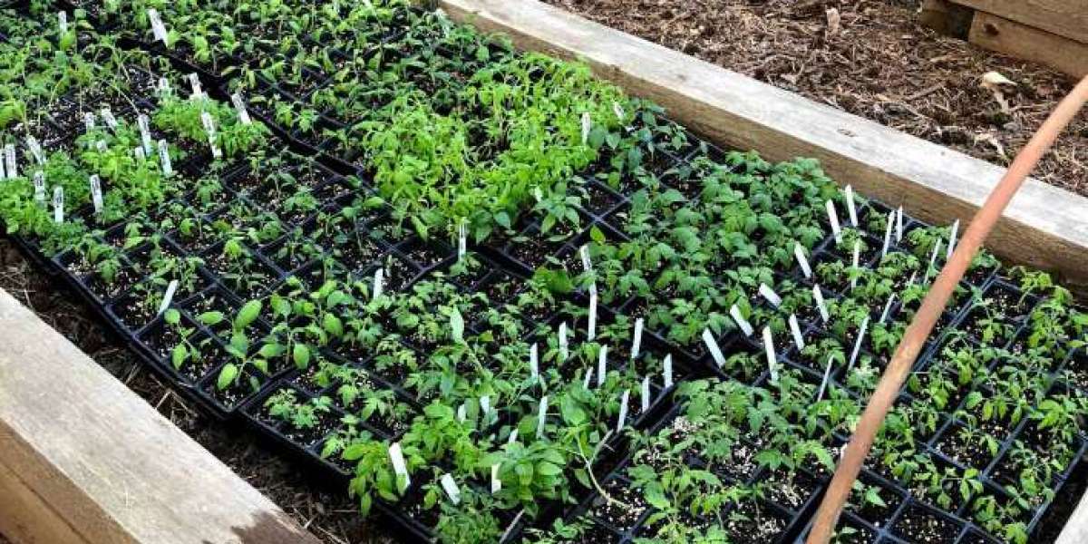 Tomato Seedlings For Sale