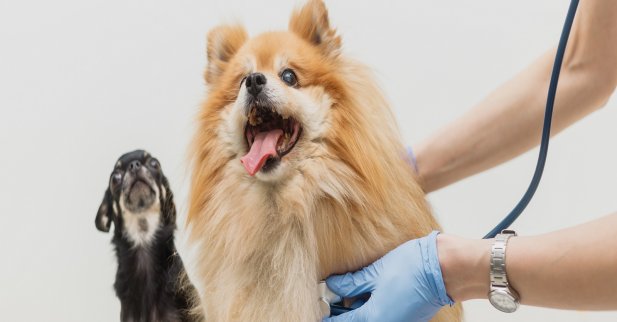 Signs Your Pet Needs an Animal Hospital After a Car Accident