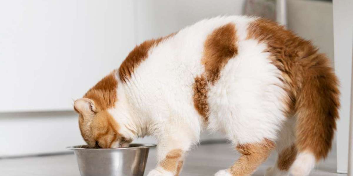 Understanding What is Placed in Your Cat's Diet: Do Wet Foods Play a Critical Role?