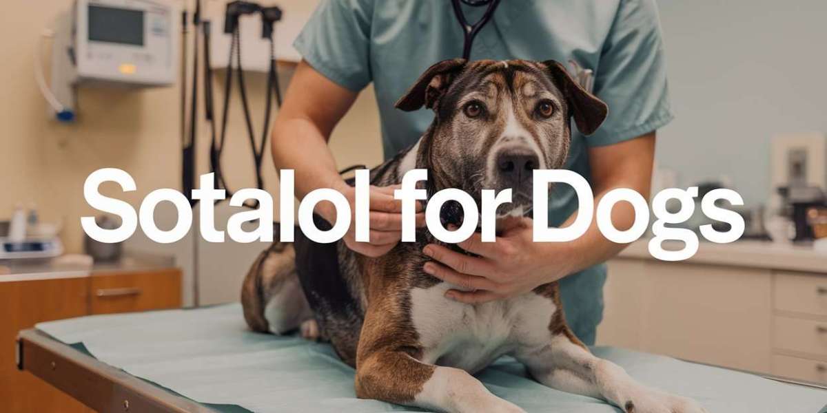 Sotalol for Dogs: When to Consider It