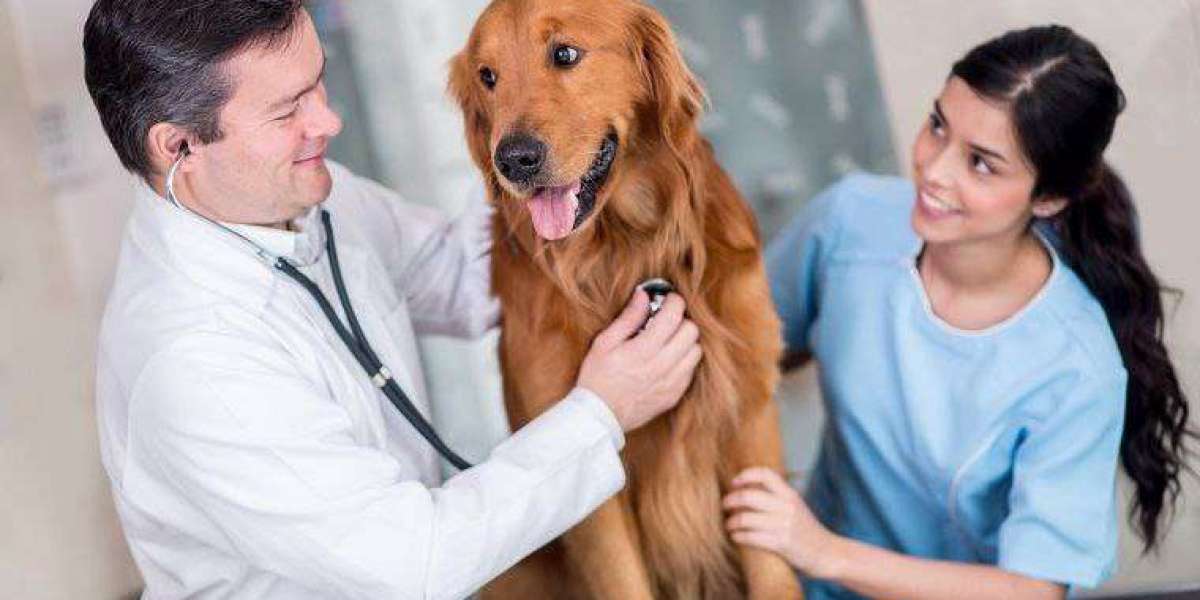 Amlodipine Besylate for Dogs: A Vet's Complete Guide