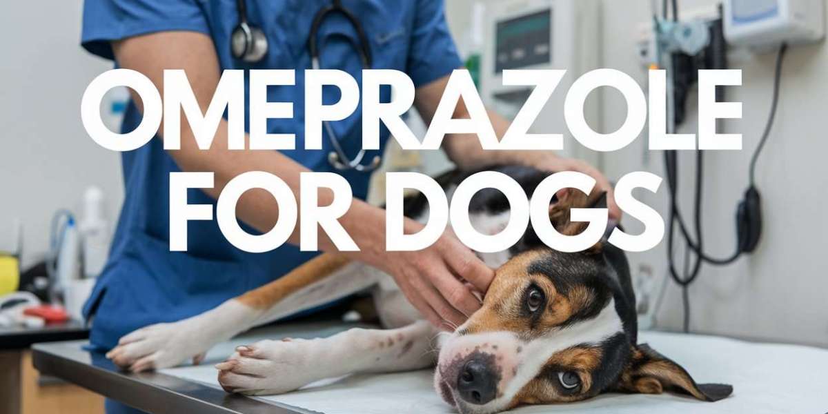 The Truth About Omeprazole for Dogs