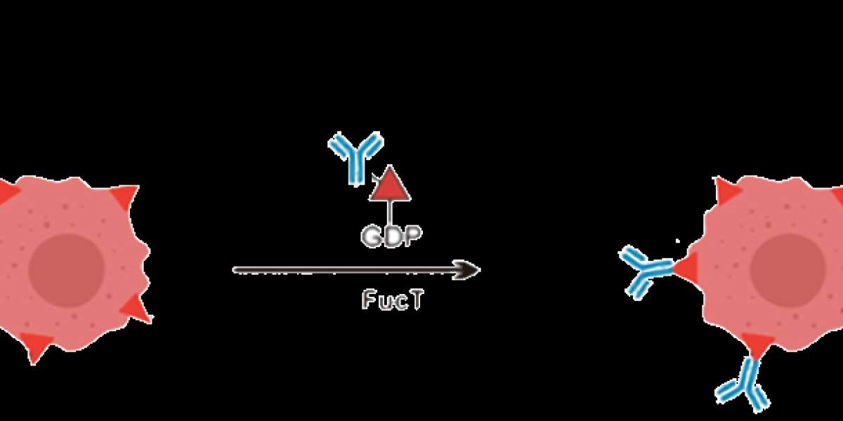 Bridging Immunity and Disease: The Complement System’s Impact on Modern Medicine