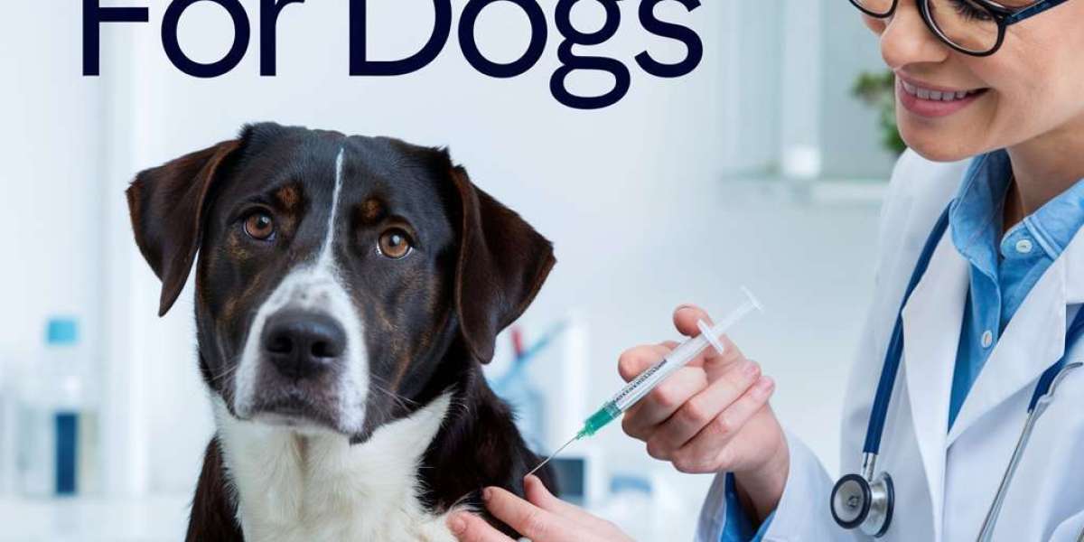 Galliprant: Is Your Dog at Risk? Find Out Now