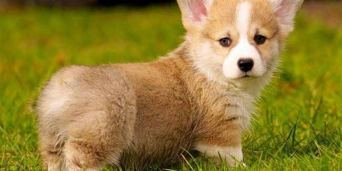 Finding Your Perfect Fluffy Corgi: A Guide to Pembroke Welsh Corgi Breeders