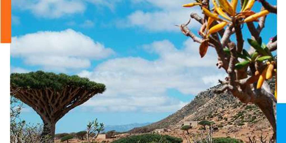 Reasons To Choose Socotra Pioneer Tours For The Best Socotra Island Tour