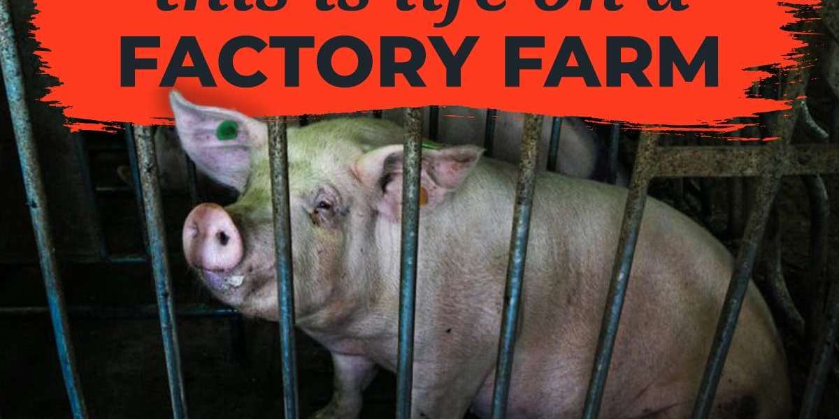 The Alarming Reality of Animal Cruelty in Factory Farms