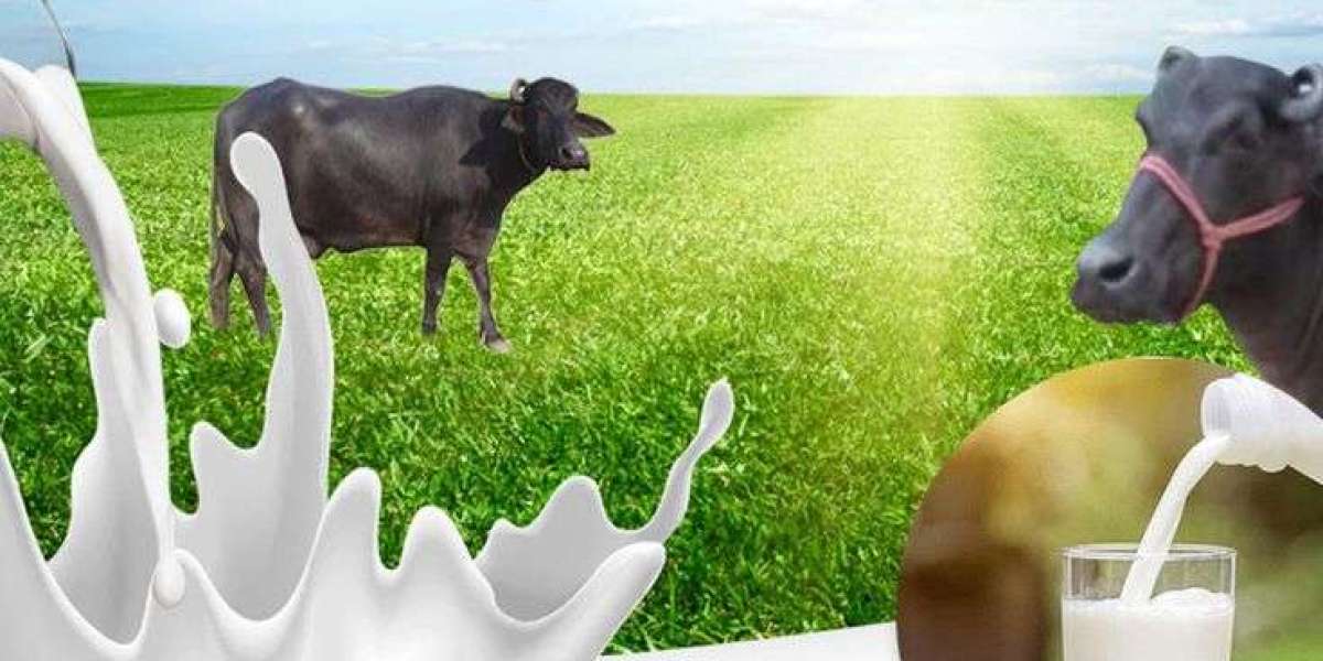 Awesome Instagram Video About Buffalo milk