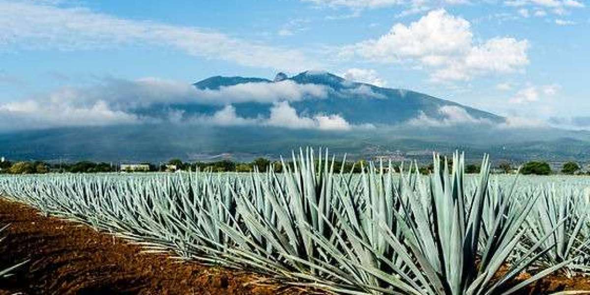 Prefeasibility Report on an Agave Processing Plant Setup Details by IMARC Group