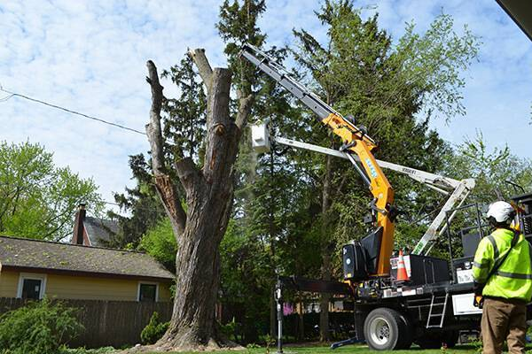 Tree Removal Arborist Sydney