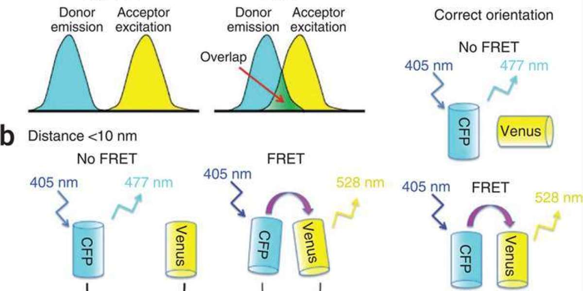 Fluorescence Resonance Energy Transfer (FRET) for Molecular Analysis