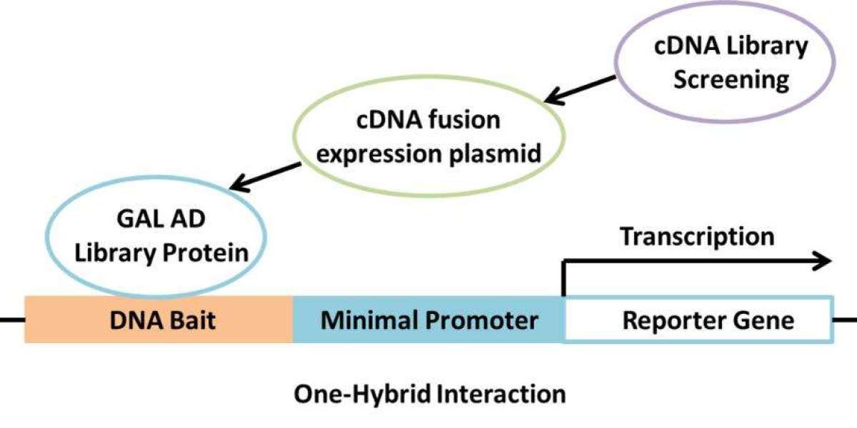 Understanding Yeast One Hybrid Assay and Its Applications