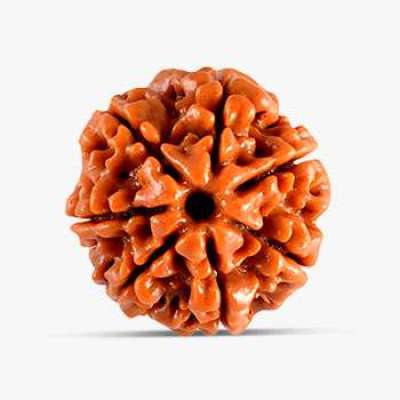 7 Mukhi Rudraksha Profile Picture