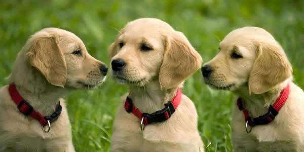 Your Search for Golden Retriever Puppies Near Me Ends Here!