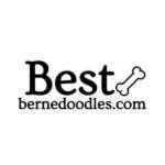 Best Bernedoodles