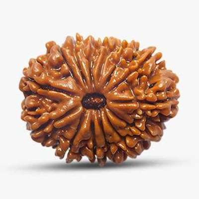 14 Mukhi Rudraksha Profile Picture