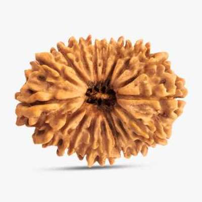 21 Mukhi Rudraksha Profile Picture