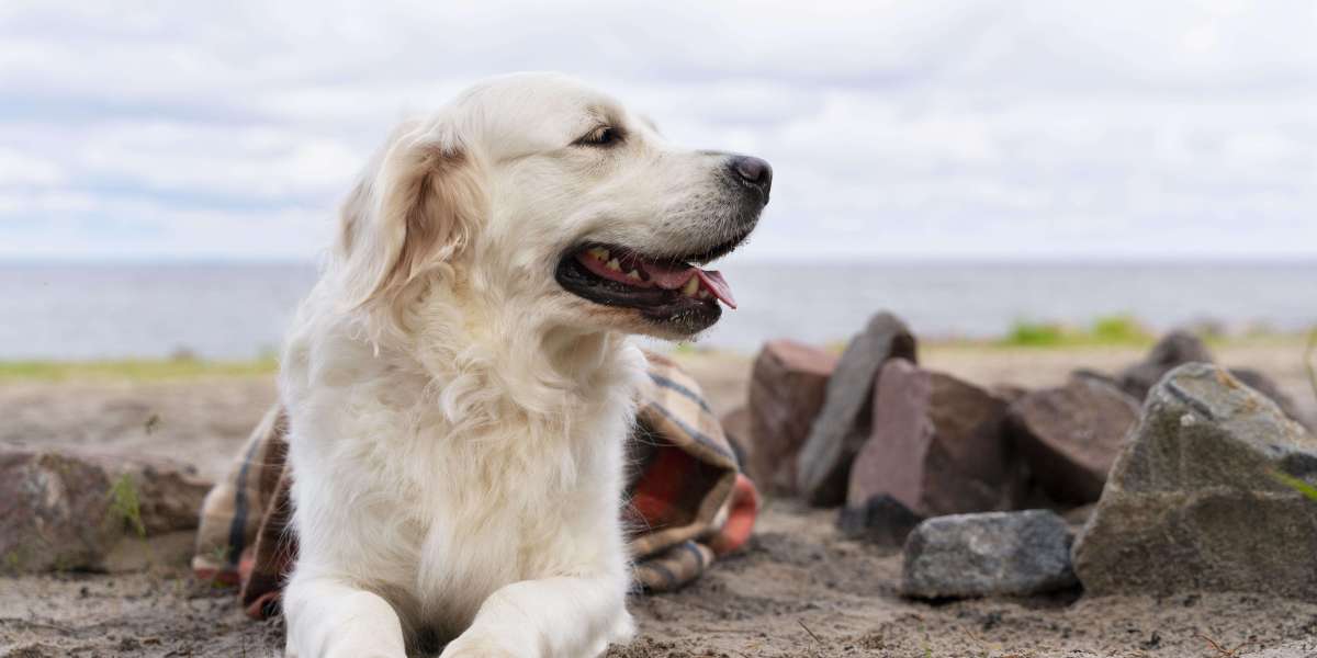 Purebred Golden Retriever Puppies for Sale: What Makes Them Special?