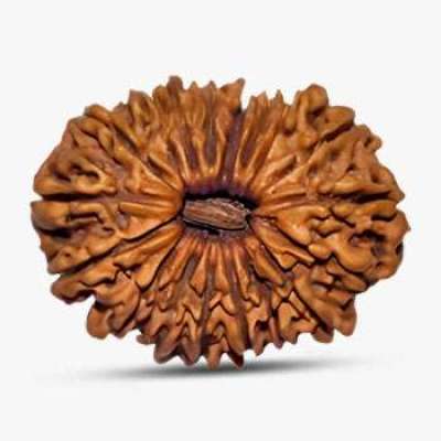 18 Mukhi Rudraksha Profile Picture