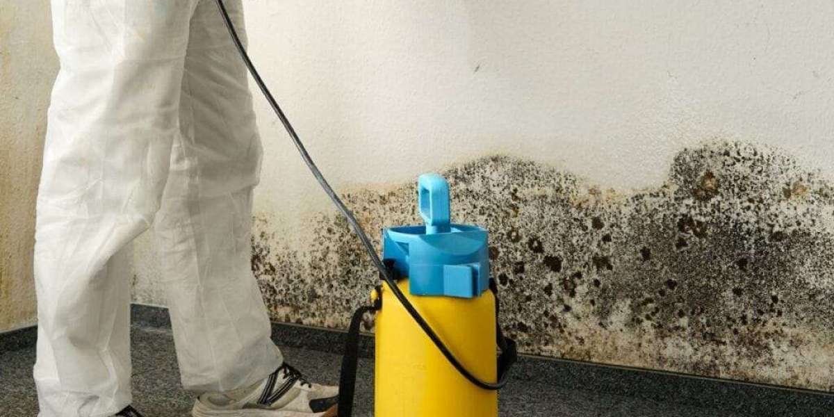 What Are The Most Effective Methods For Mold Detection?