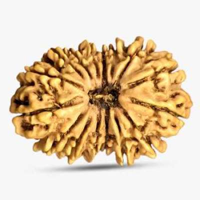 19 Mukhi Rudraksha Profile Picture