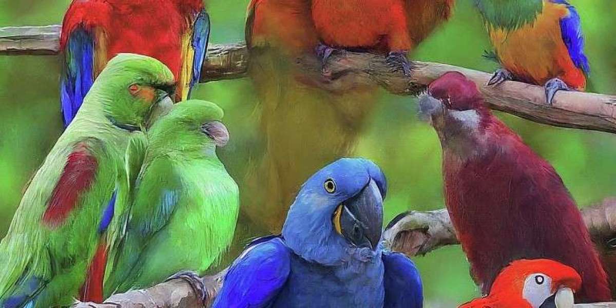 Birds for Sale Near Me: Finding Your Perfect Feathered Companion