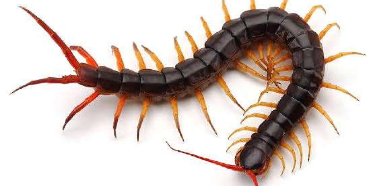 Are Centipedes Poisonous? Understanding These Crawling Creatures