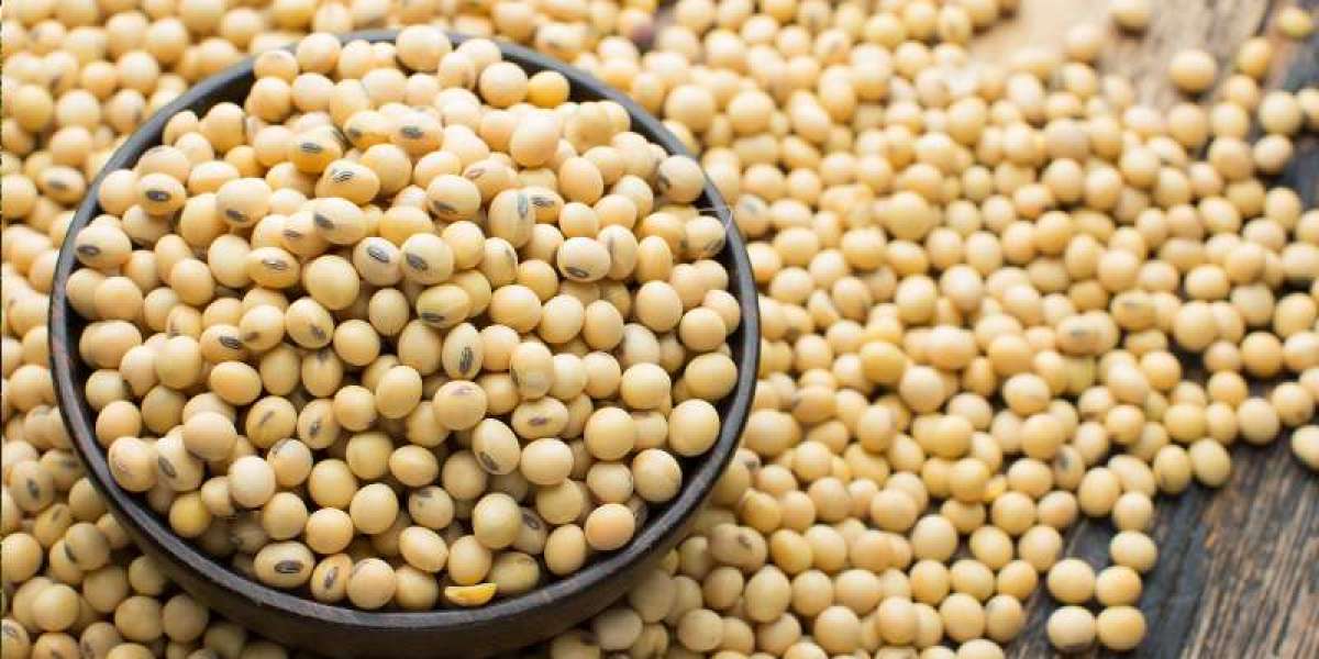 The Australian Soybean Market: Key Growth Drivers, Trends, and Future Outlook (2024-2032)