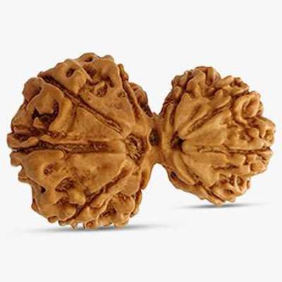 Garbh Gauri Rudraksha Profile Picture