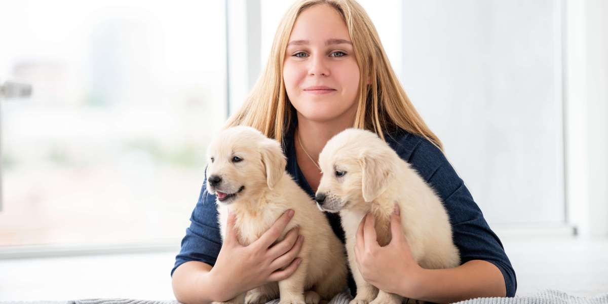 Golden Retriever Puppy for Sale: Caring for Your New Best Friend