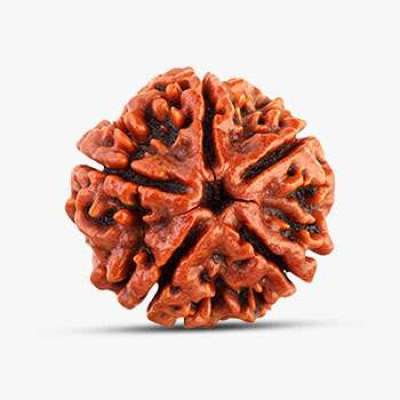 5 Mukhi Rudraksha Profile Picture