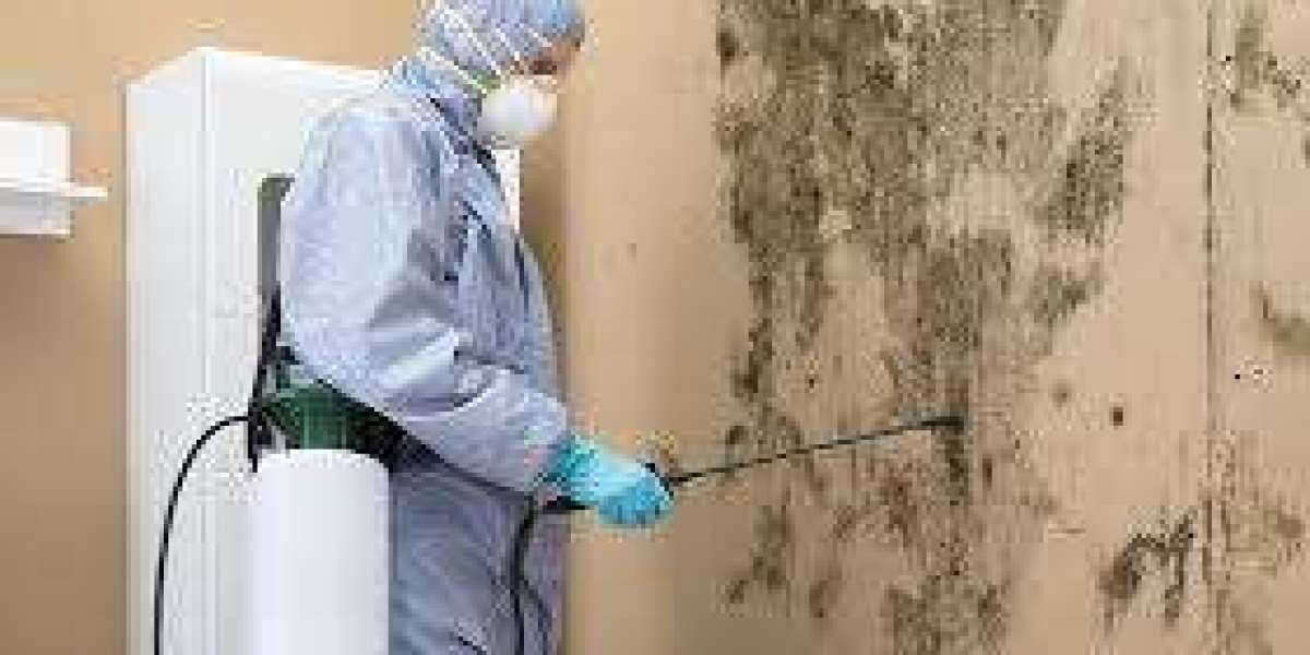 Say Goodbye to Mold in Miami: Professional Removal Services You Can Count On