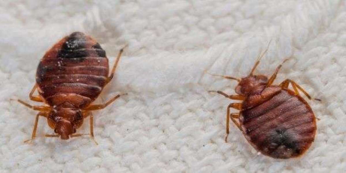 Pest Control and Bed Bug Treatment