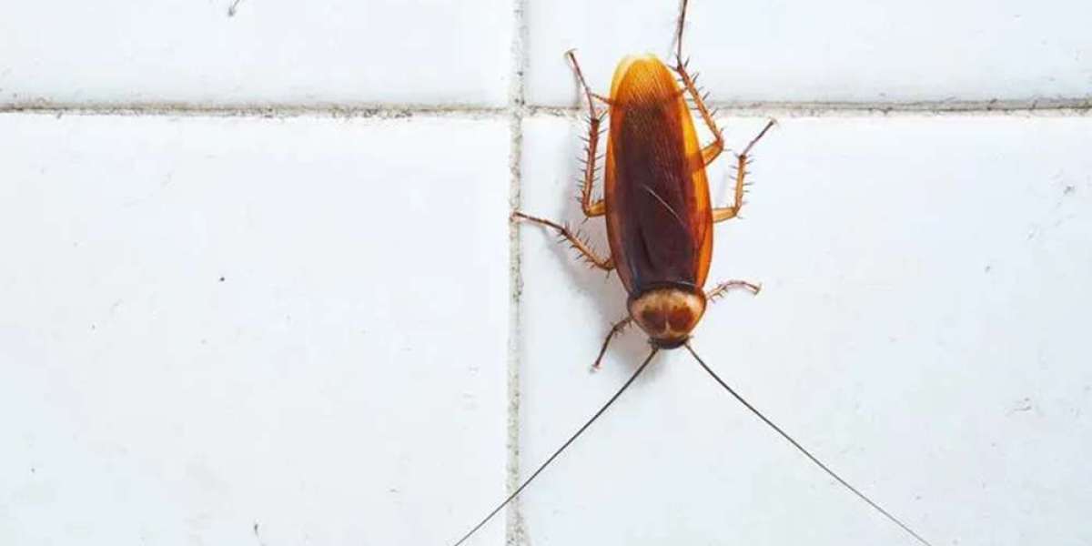 Why Choose Professional Cockroach Control Maple Ridge?