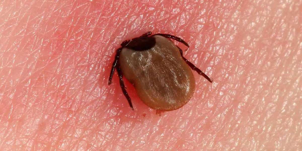 Lyme Disease Market Size, Epidemiology, Industry Trends, Opportunity and Forecast 2024-2034