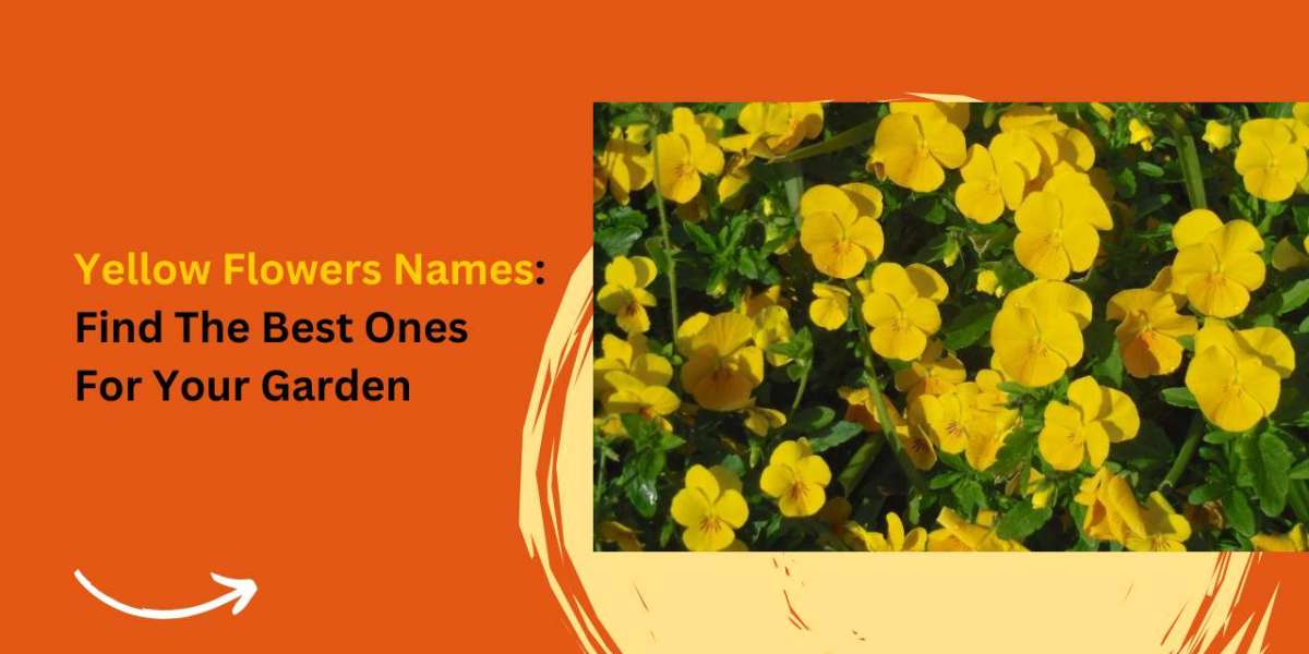 Yellow Flowers: Types And Their Meanings