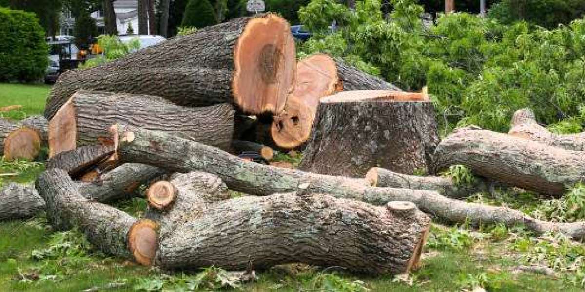 Tree and Stump Removal: A Comprehensive Guide