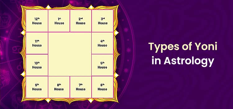 Types of Yoni in Astrology