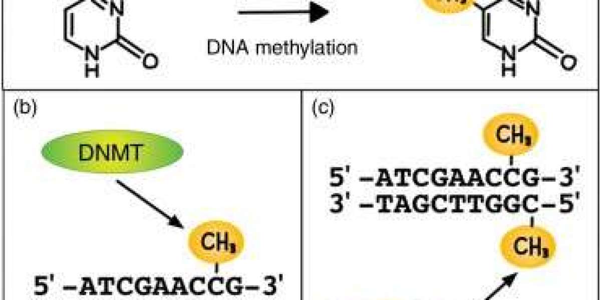 What is DNA Methylation?