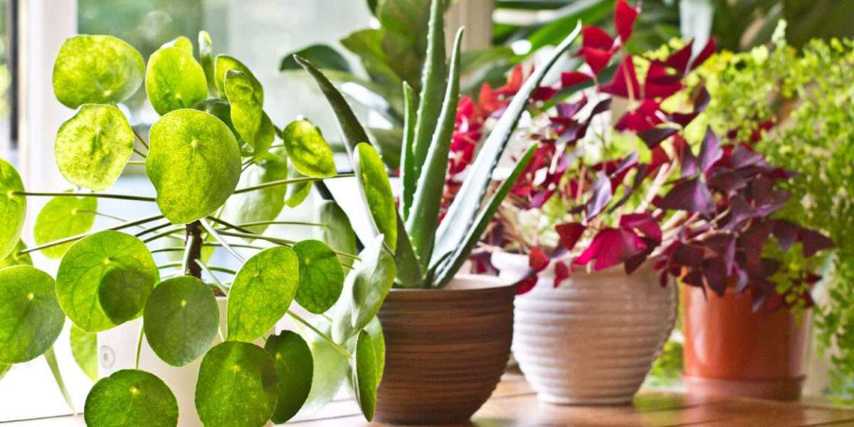 Buy Indoor Plants in Karachi – Best Online Plant Shopping in Pakistan