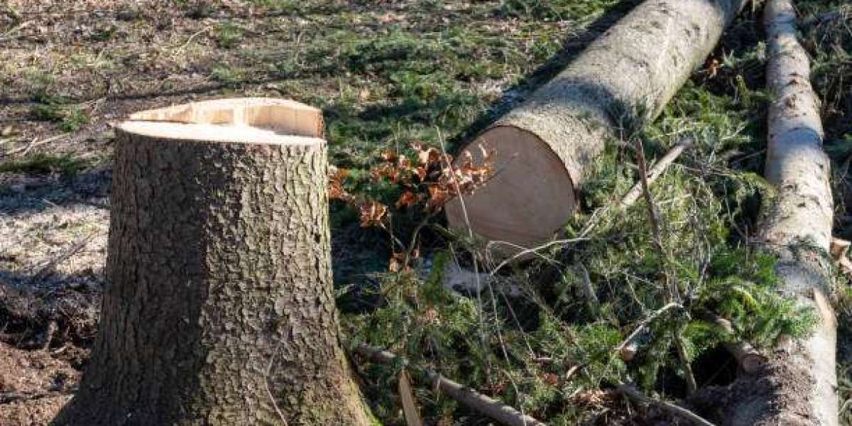 DIY vs. Professional Tree Removal: Risks, Costs, and Safety Tips