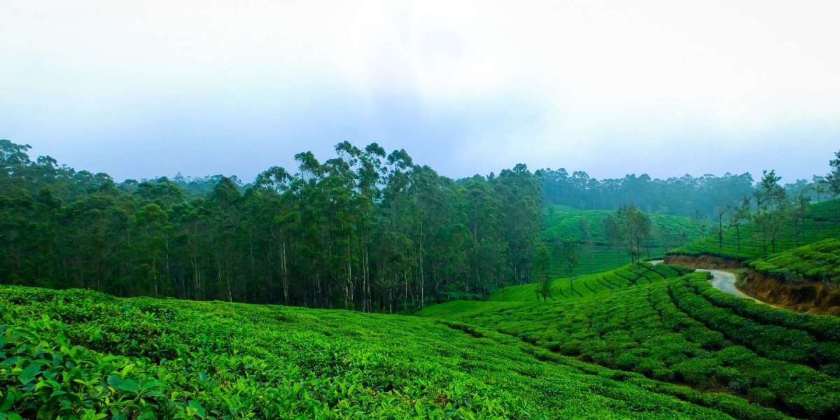 Kerala Tourism 2025: A Paradise for Nature Lovers and Adventure Seekers