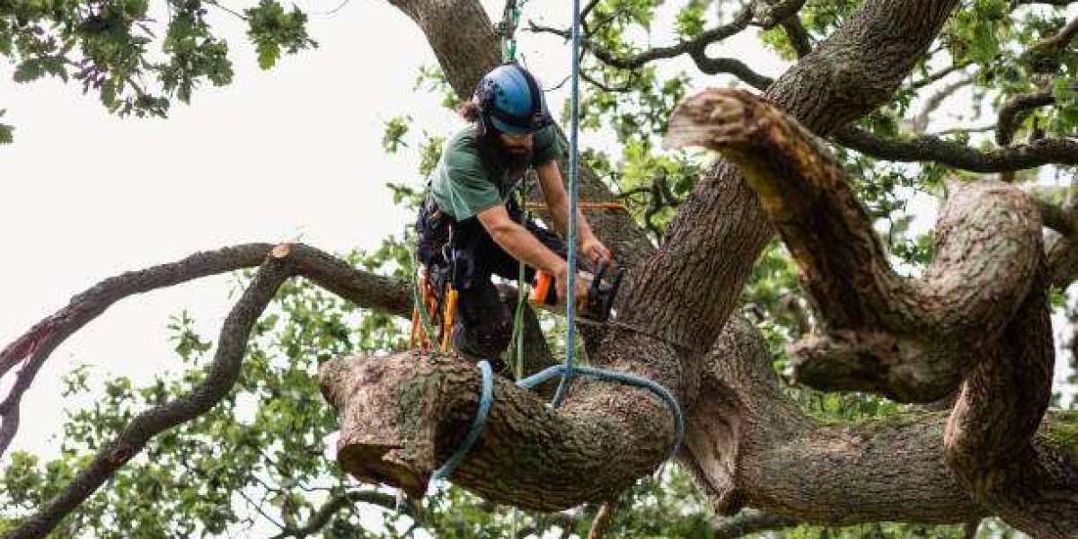 Emergency Tree Removal Near Me: Handling Storm Damage and Hazardous Trees