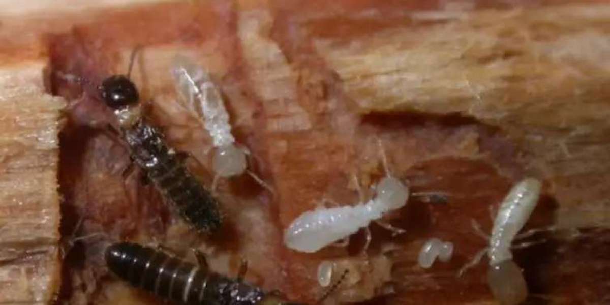 Termite Inspection in Adelaide: The First Step to Protecting Your Property